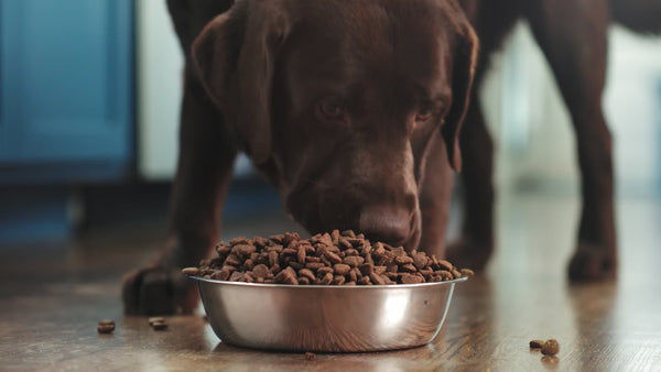 Outward Hound Fun/Slow Feeder for Dogs (Purple)