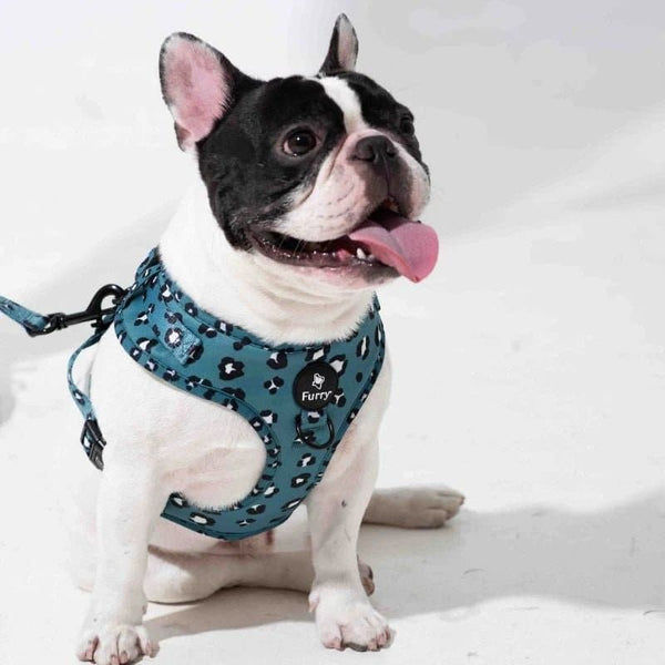 Furry & Co Wild One No Pull Harness for Dogs