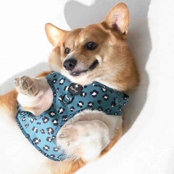 Furry & Co Wild One No Pull Harness for Dogs