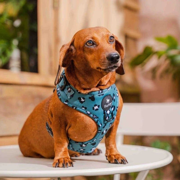 Furry & Co Wild One No Pull Harness for Dogs