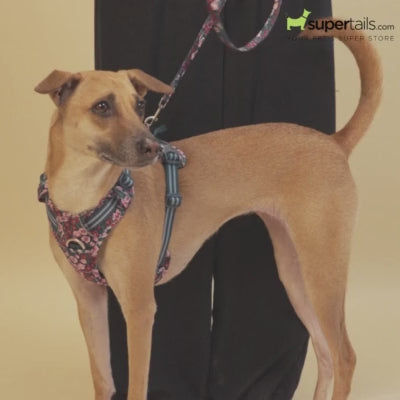 Truelove Classic Harness for Dogs (Grass Green)