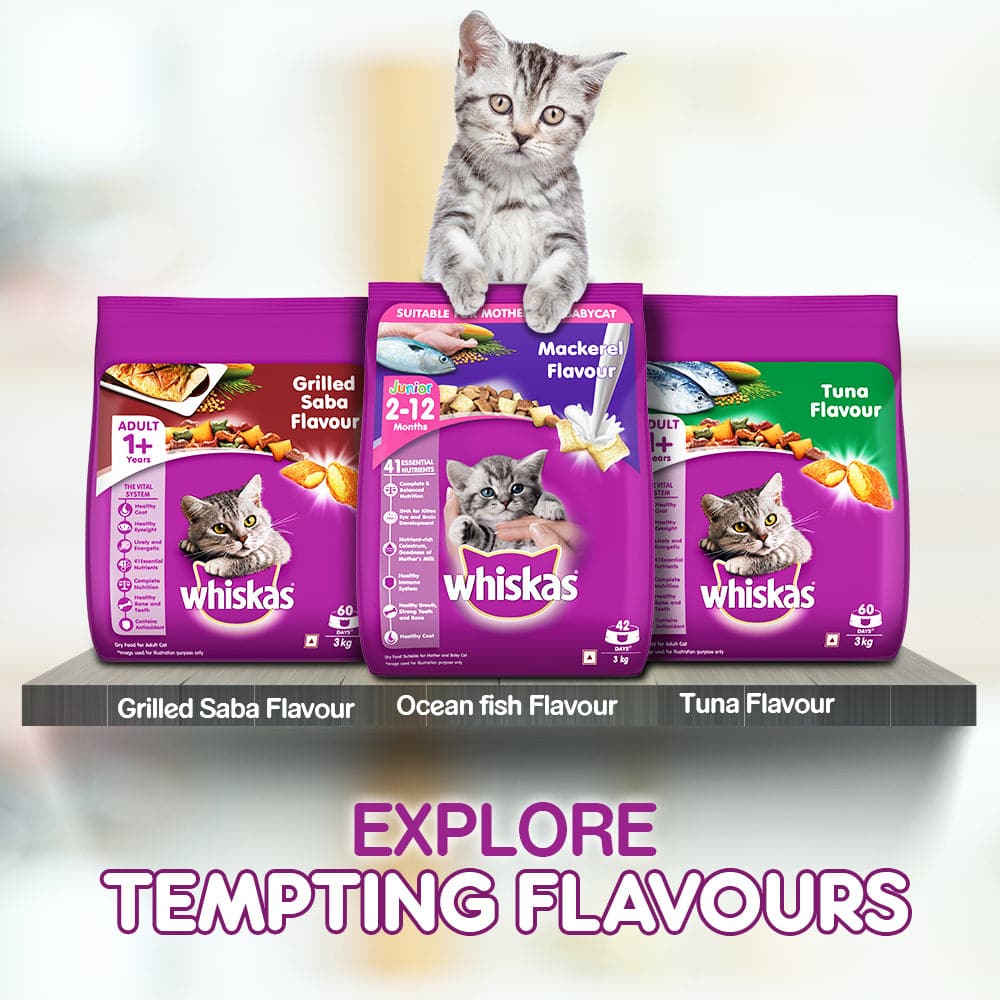 Whiskas dry outlet cat food 3kg