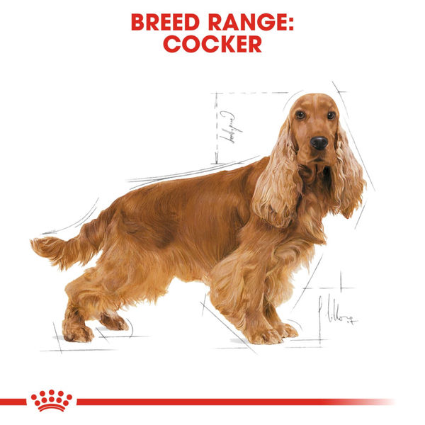 Royal Canin Cocker Adult Dog Dry Food
