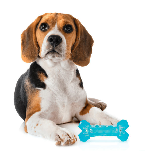 Barkbutler x Fofos Cooling Bone Freezable Chew Toy for Dogs (Blue)