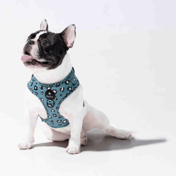 Furry & Co Wild One No Pull Harness for Dogs