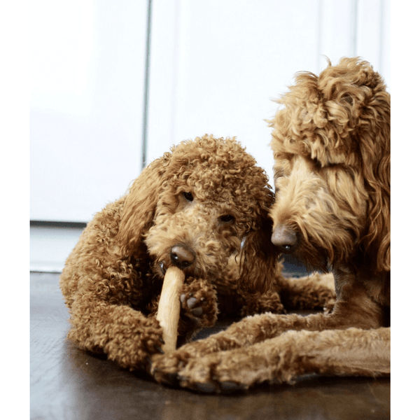 Petstages Dogwood Durable Stick for Dogs | For Aggressive Chewers