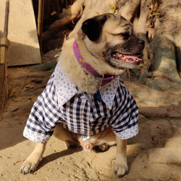 Petsnugs Retro Check Shirt for Dogs and Cats