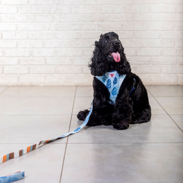 Pet And Parents Stripy Feathers Reversible Harness for Dogs