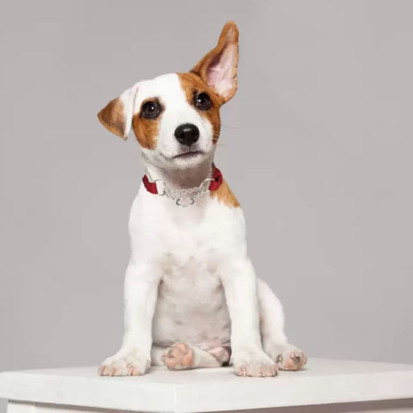 Trixie Premium Choke Collar for Dogs (Cherry Red)