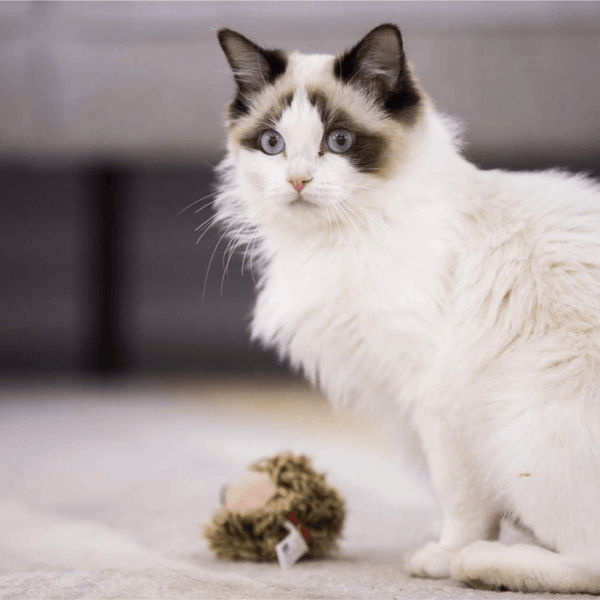 GiGwi Melody Chaser with Motion Activated Sound Chip Hedgedog Toy for Cats (Brown)