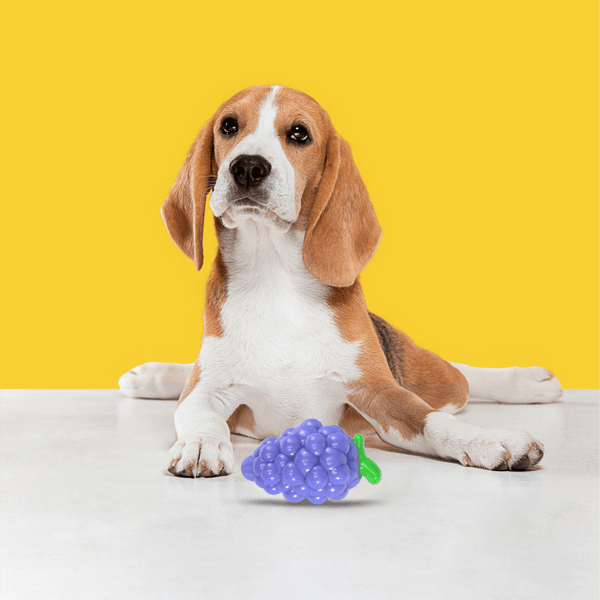 Barkbutler x Fofos Crazy Grape Squeaky Chew Toy for Dogs | For Medium Chewers (Blue)