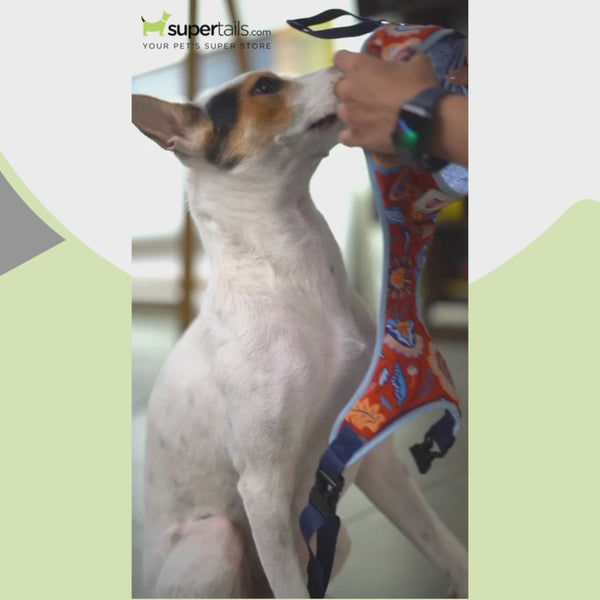 Pet And Parents Stripy Feathers Reversible Harness for Dogs