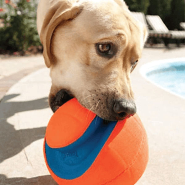 Buy Chuckit! Kick Fetch ball Toy for Dogs (Orange) online at