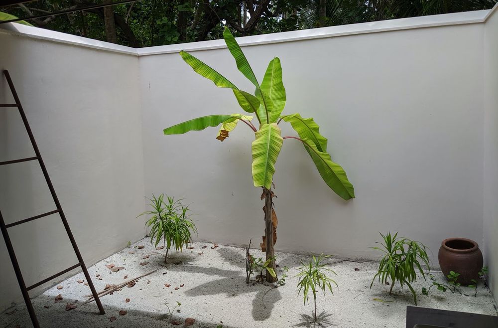 Vilamendhoo Island Resort - Bathroom Garden