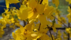 Zlatá jarní kráska Forsythia