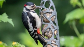 Péče o ptačí krmítko jako nutná prevence šíření chorob mezi ptáky