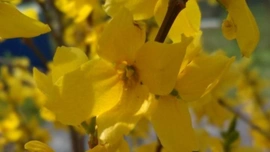 Zlatá jarní kráska Forsythia - Pokračování