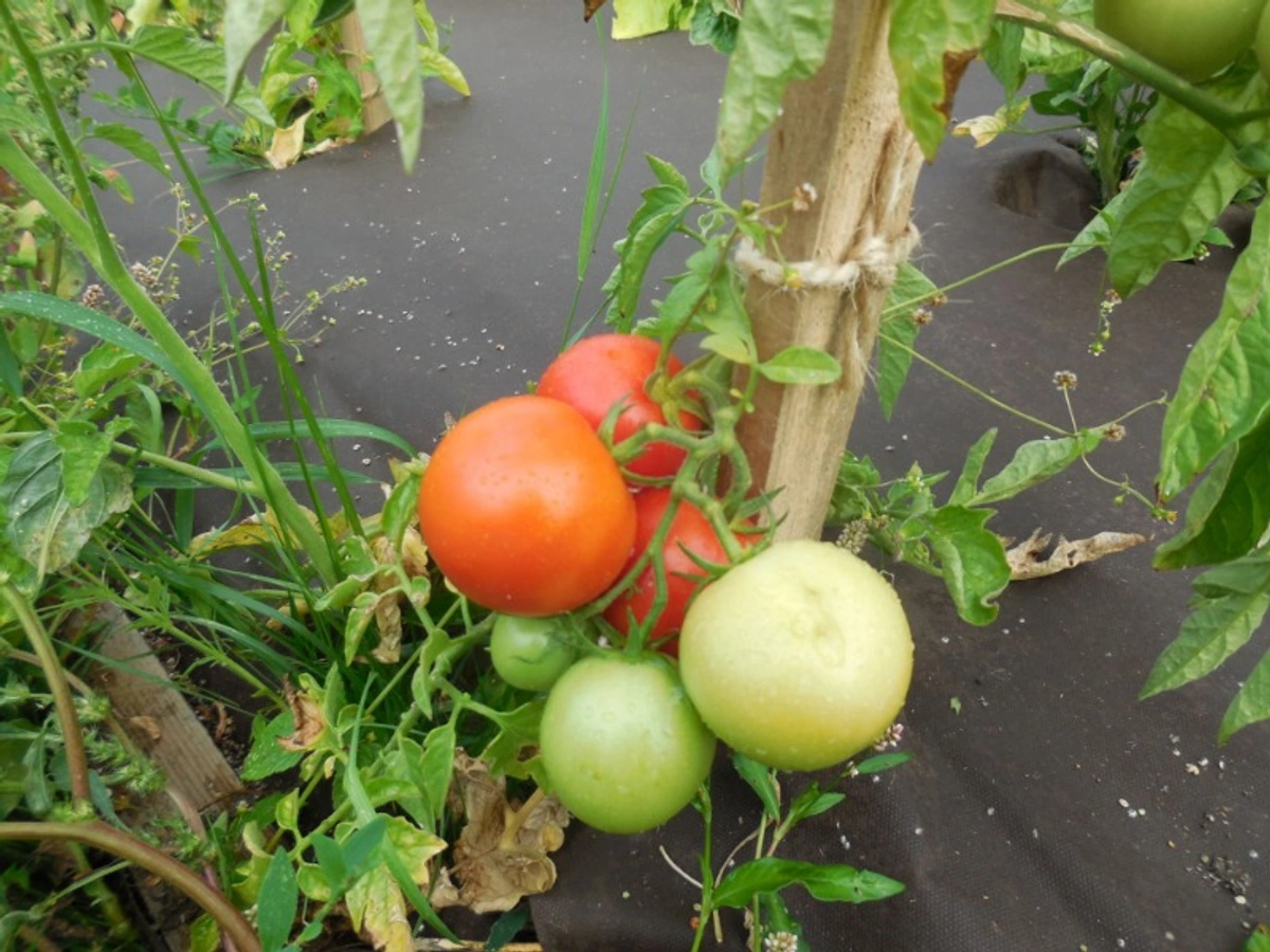Pěstování zeleniny na dálku - Netkanka a zalévání