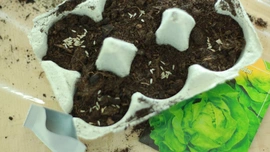 Předpěstování semínek pro rostlinky na balkon