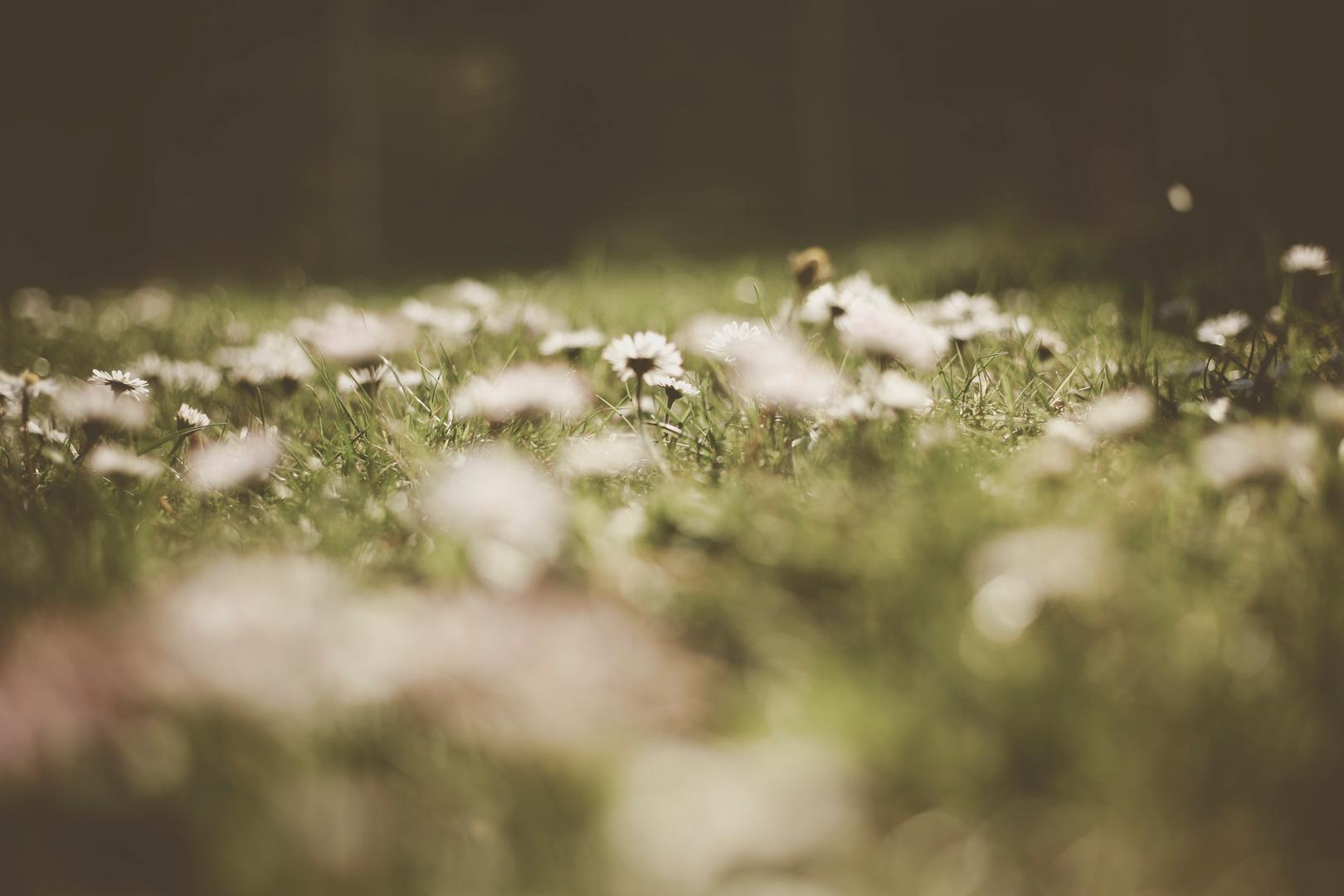 Weeds on a lawn