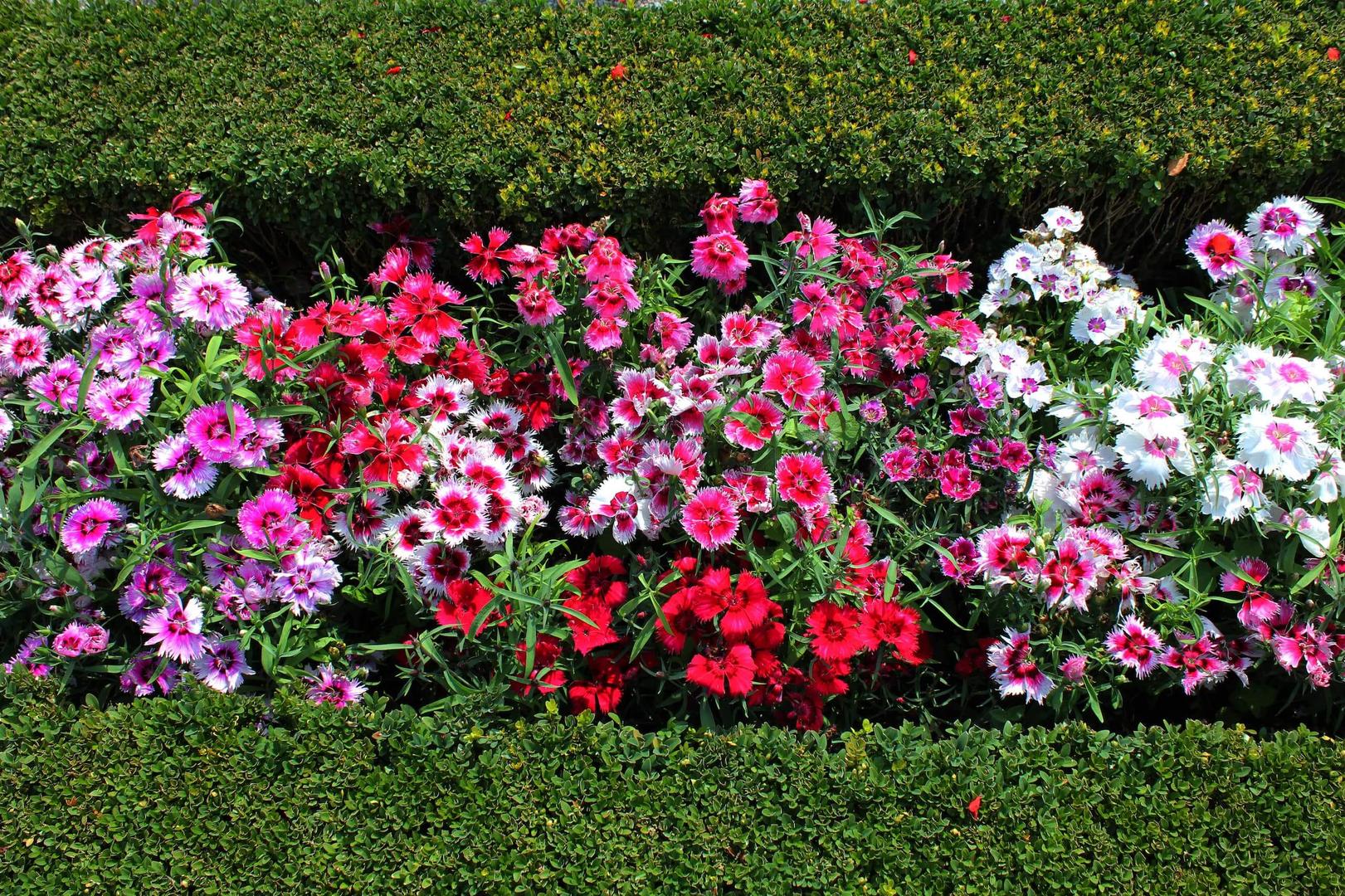 Hedge alongside flowers