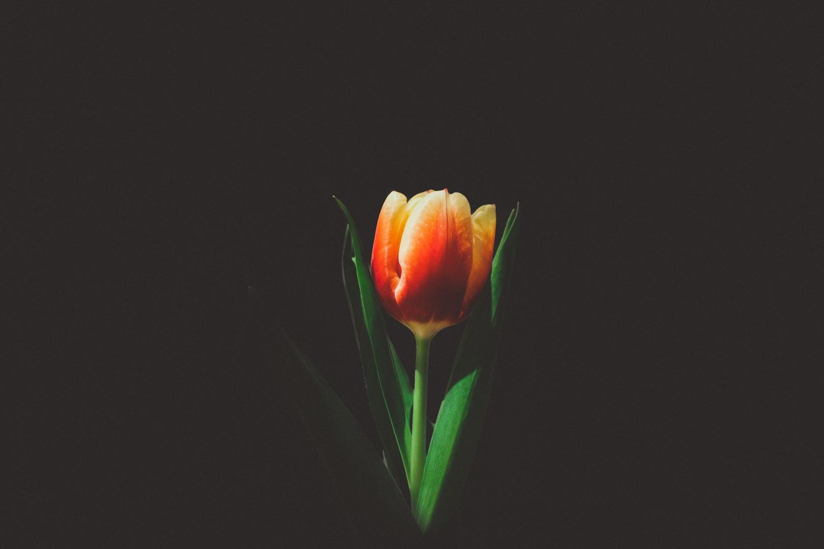 Flower against a dark background