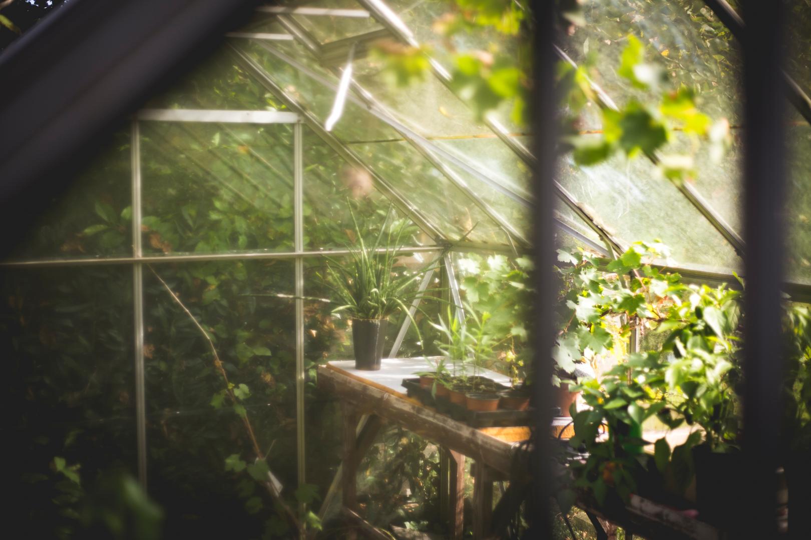 Inside a greenhouse