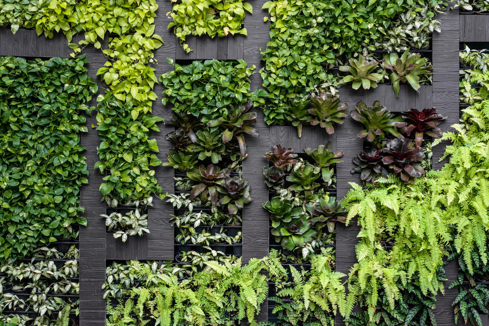 Living wall