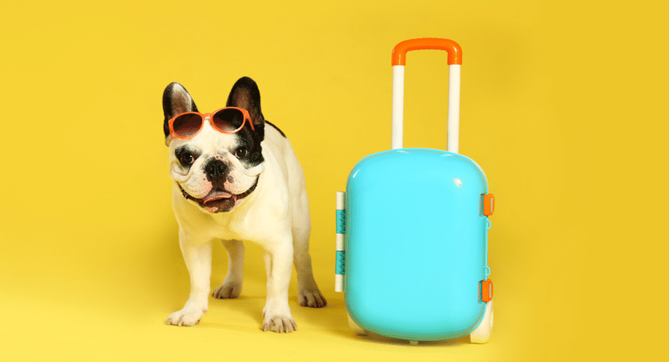 Tips For Traveling With Pets
