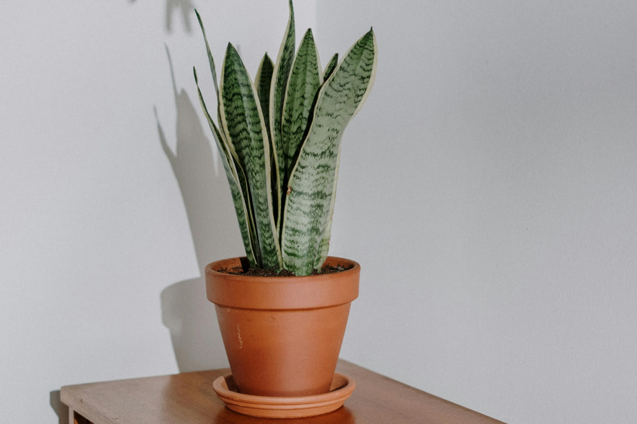 Breathe Better with The Magic of Snake Plants 