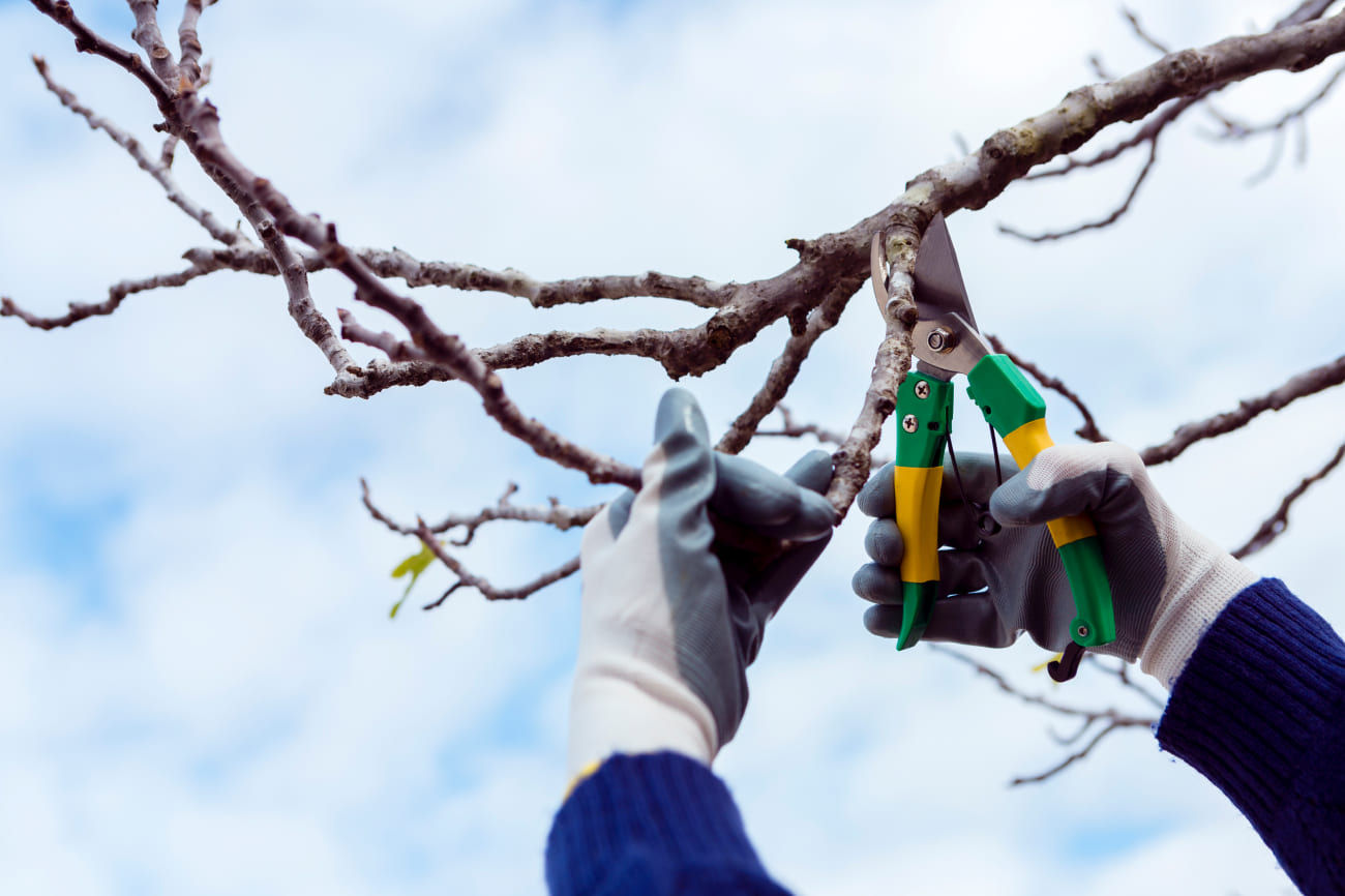 Top 5 Benefits of Tree Removal and Trimming Services