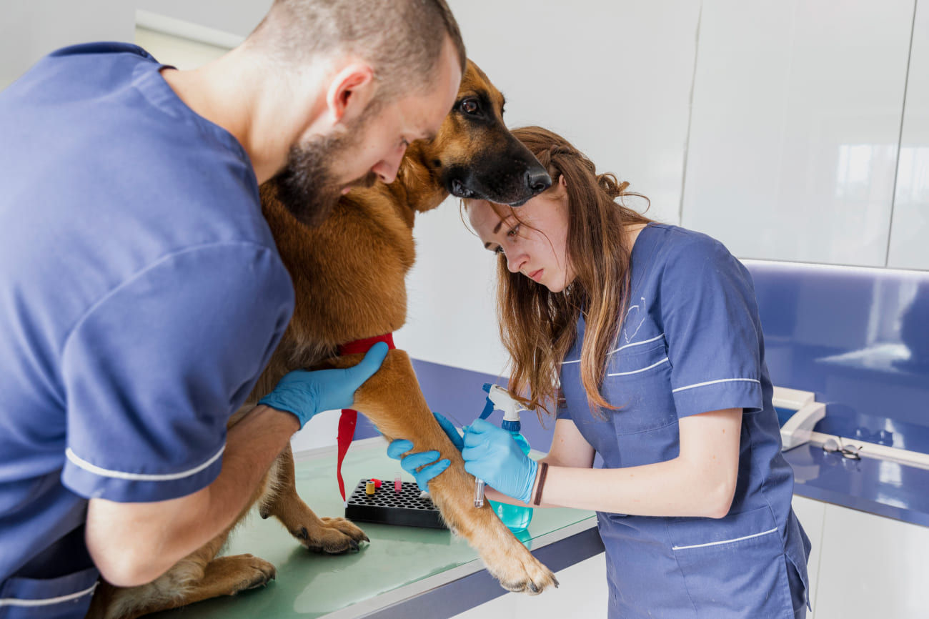 7 Benefits of Opening Veterinary Clinics for Furry Friends