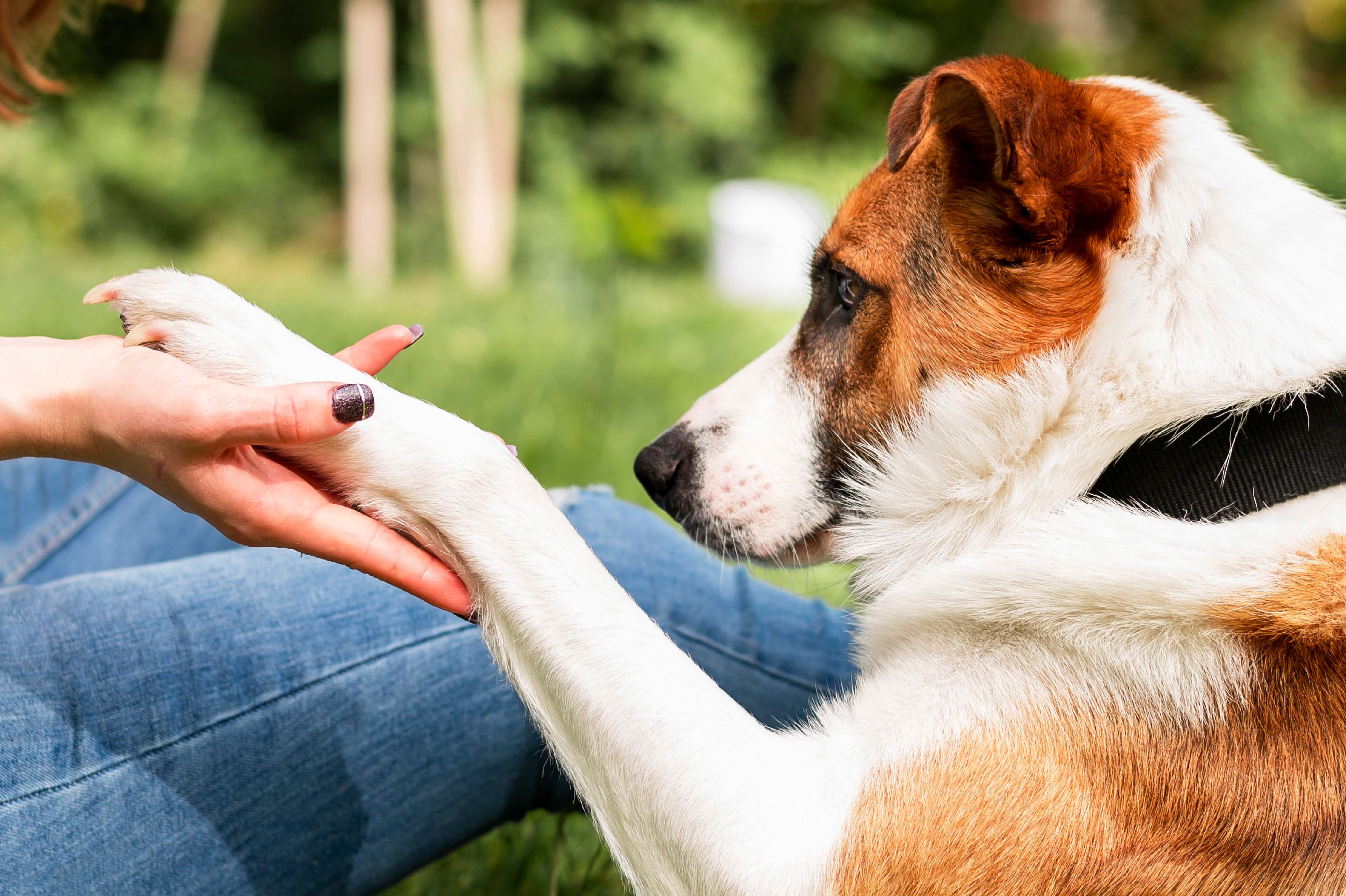 5 Quick Remedies to Manage Fleas and Ticks on Dogs