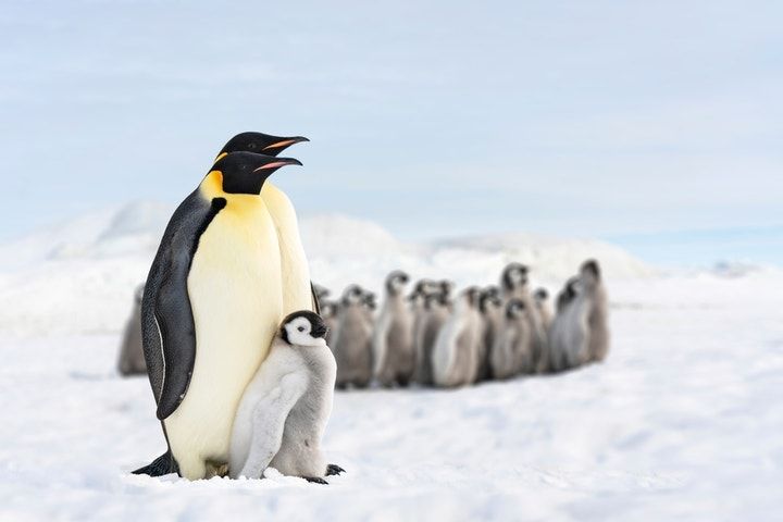 Pudgy Penguins PENGU Token Extends Rally, Outperforms Dogecoin, Shiba Inu On Wednesday 1 Two Penguins And Their Baby Penguin Fam