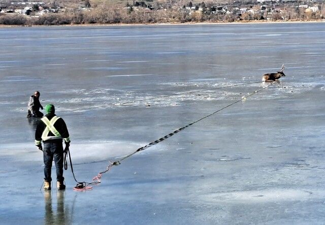 deer rescue p4137024