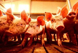 fda approves gene hacked pigs consumption