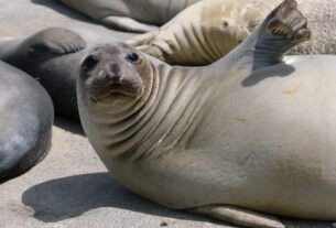 MIJ L SEALS 0519 68752929