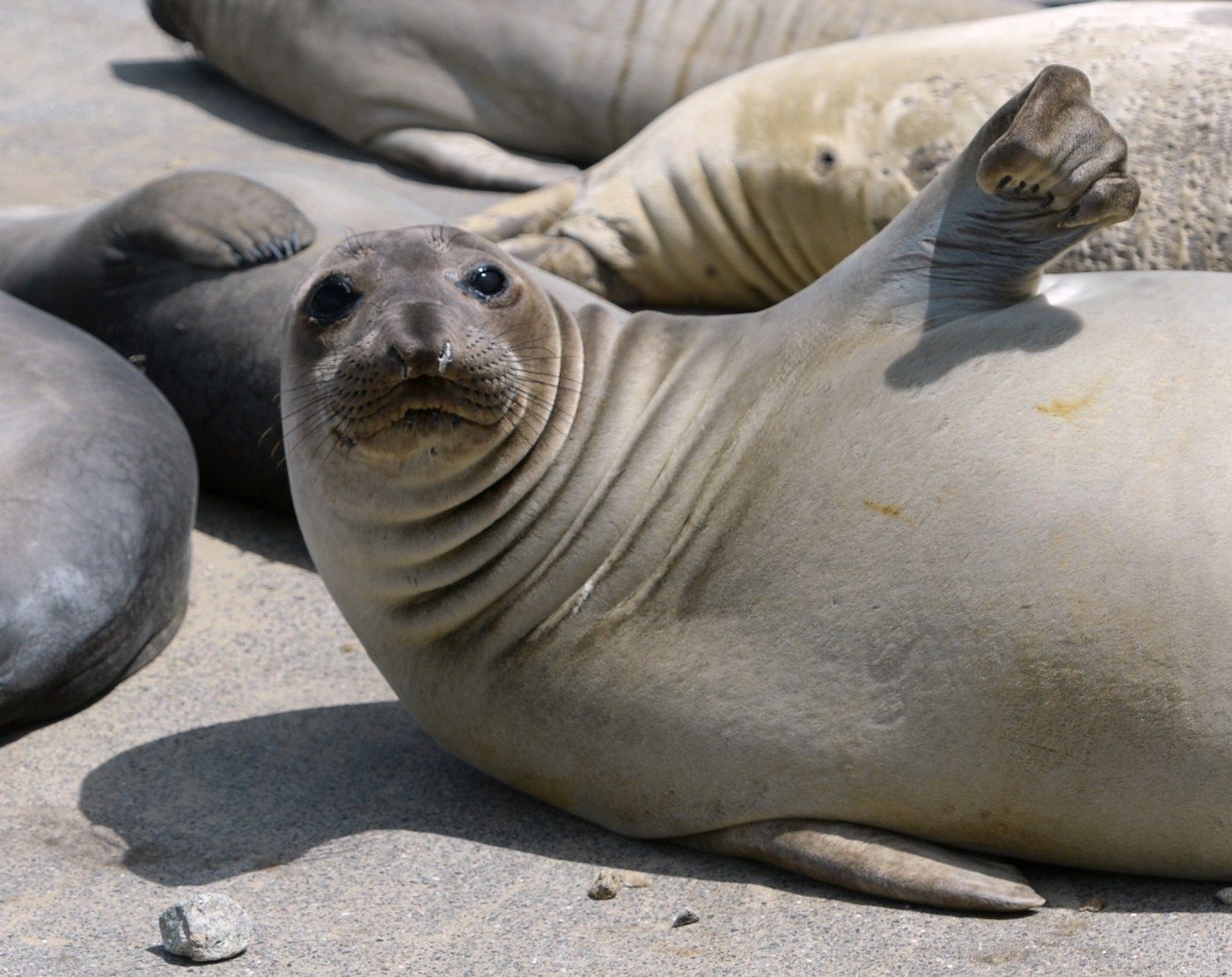 MIJ L SEALS 0519 68752929