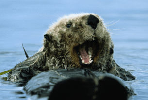 sea otters are stealing surfboards at alarming rates