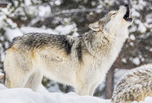 Yellowstone Wolf iStock 2011409960