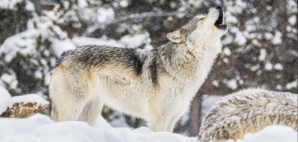 How the Colossal Foundation Is Using AI to Decode Wolf Howls in Yellowstone 1 Yellowstone Wolf iStock 2011409960