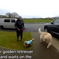 Golden Retriever Escapes House—Then Ring Camera Captures What Stranger Does 1 874780b17bea664e sq