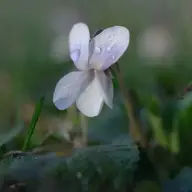 Forget groundhogs. Here’s the first day of spring according to astronomy