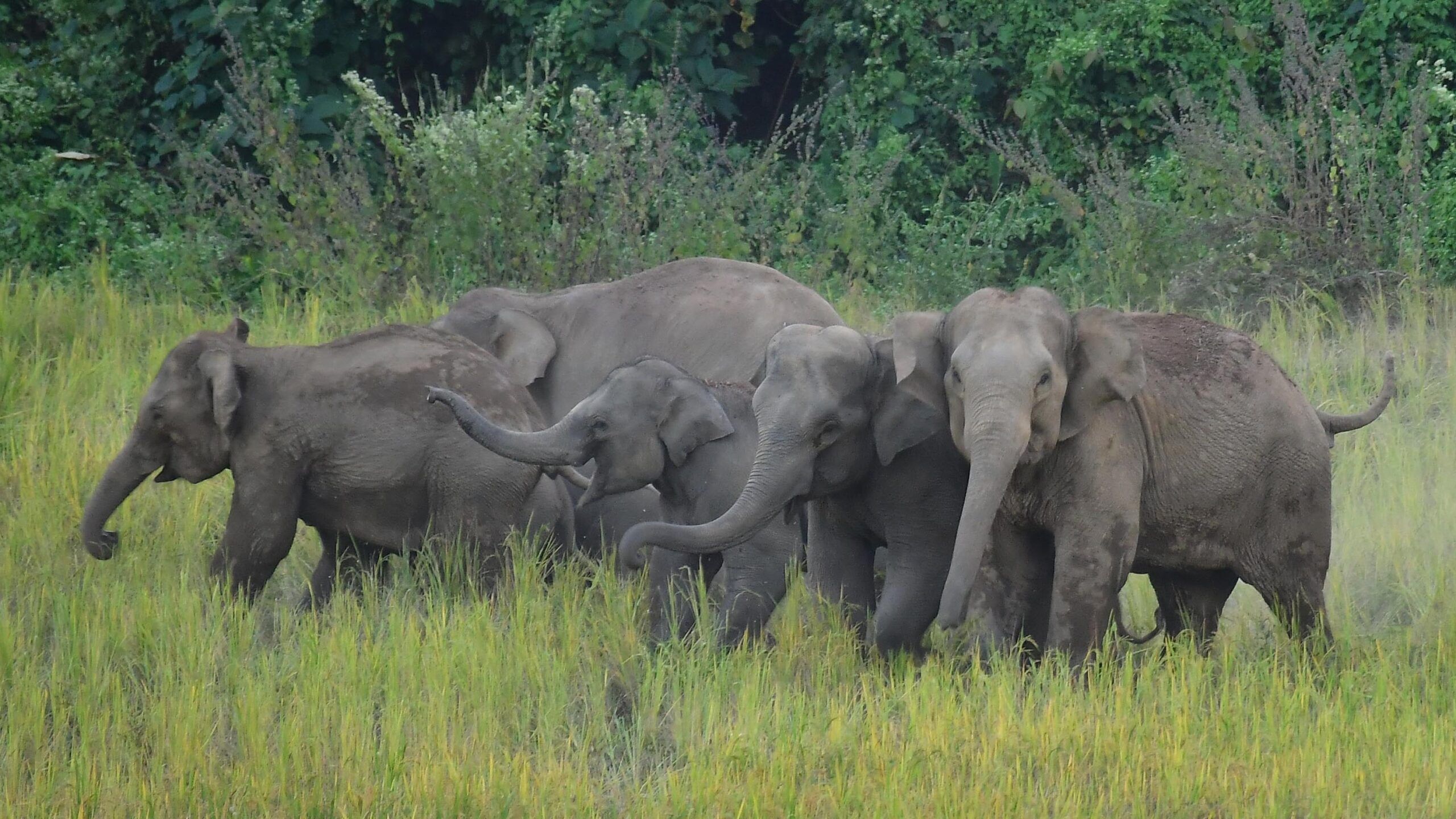 Elephant Herd Kills Family of 4 in Tragic Stampede Trampling