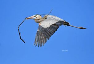 Great blue heron building a nest in The Villages 600x400