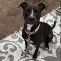 Tears as Dog Left in Empty Apartment in 2022 Still Waiting for Forever Home