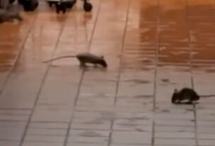 ch walmart rats off platform