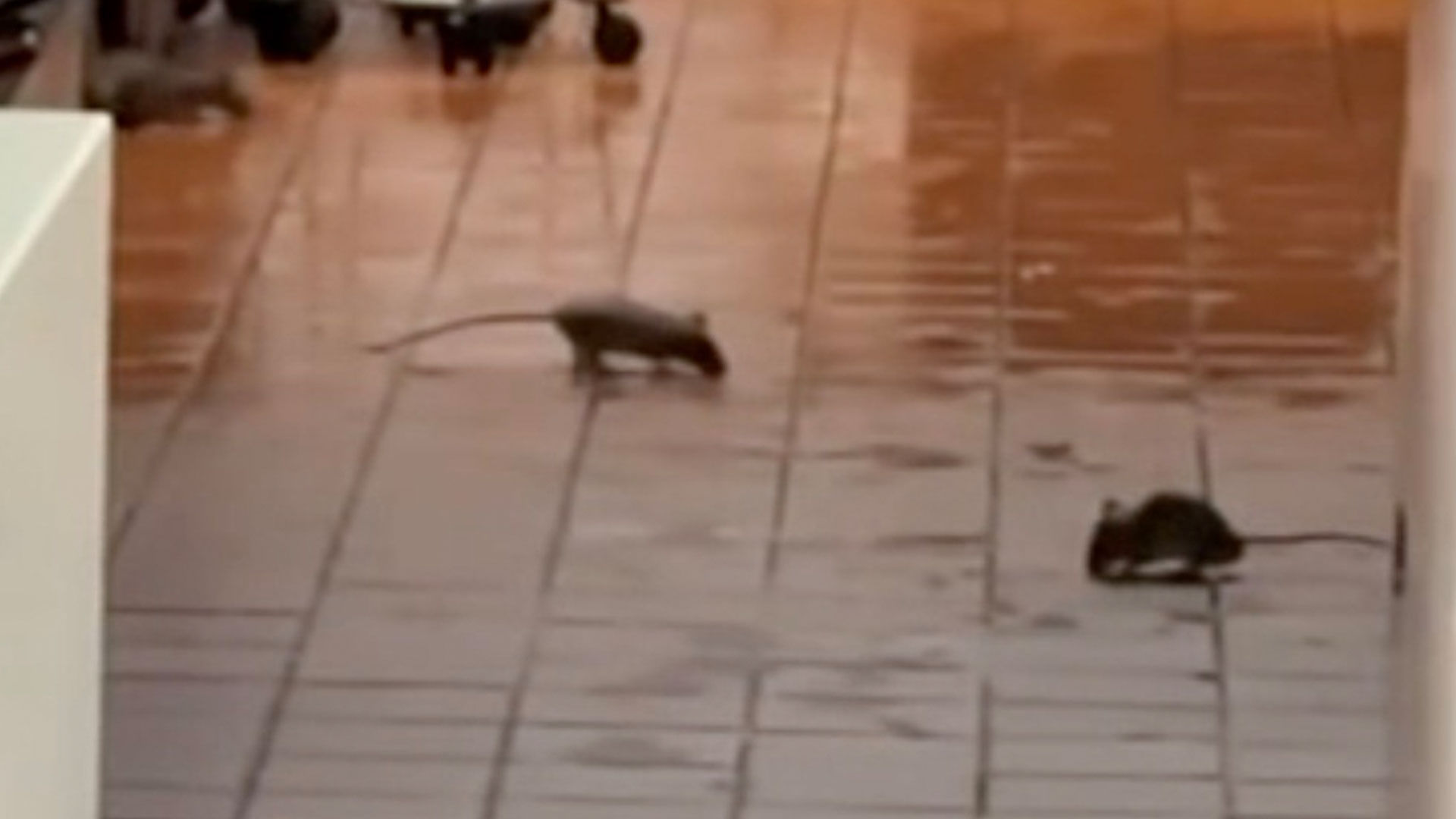 ch walmart rats off platform