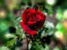 rose 1024
