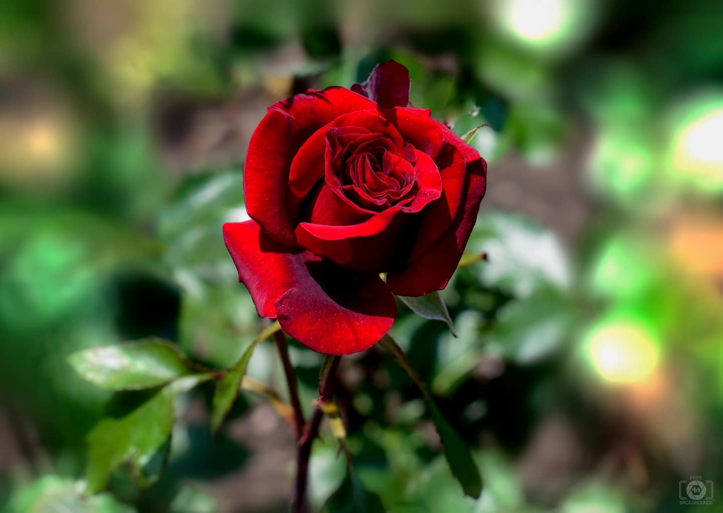 rose 1024